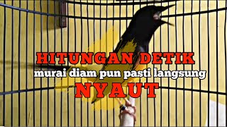 murai batu gacor AMPUH buat PANCINGAN murai batu agar bunyi JADIKAN burung murai gacor EMOSI NYAUT