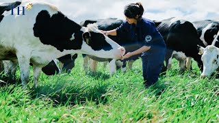 Khám phá "cuộc sống trong mơ" của những cô bò hạnh phúc ở trang trại TH true MILK