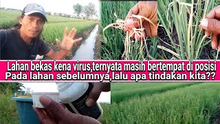 lahan yang pernah terjangkit virus,ternyata masih berada di titik tempat sebelumnya,solusinya???