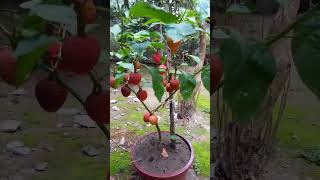 আপাত দৃষ্টিতে অনেককিছুই এমন সুন্দর#nature #shorts #video