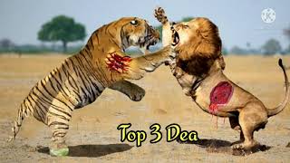 Top 5 Real Fight Tiger vs lion