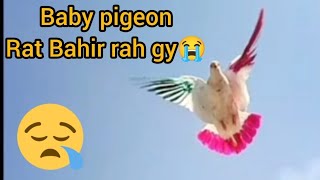 My baby pigeon Aaj Raat Bahir Rah Gaya 😭 #masadbirds #baby #pigeon