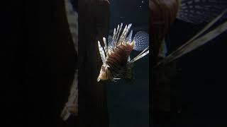 Awesome 😮 Lion Fish 🦁🐟 | Aquarium | Shorts