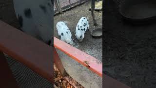 Such adorable, spotted pigs! 🐷 #animals