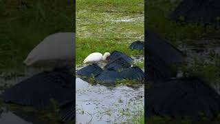 Crane Hunting Fish #wildlife #CraneVideo #AnimalTheater #wildlife #birdbehavior