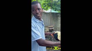 BreadFruit Man