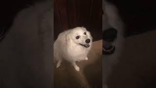 American Eskimo Dog is ready for Halloween 👻