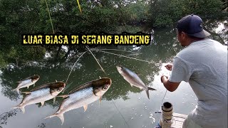 menangkap ikan || Cari Ikan Seru Kena Tarikan Ikan Bandeng || Branjang Ikan || Nangkul Ikan