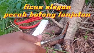 program pecah batang ficus elegan