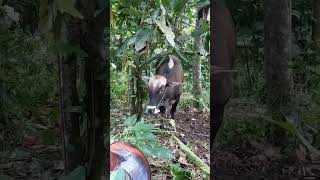 temani keponakan lihat Kambing dan Lembu #shortsyoutube #anakkampung #shortvideo #kambing #lembu