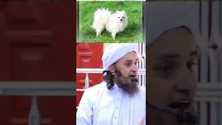 कुत्ता क्यू नही पाल सकते??#muftitariqmasood #islamicvideo #doogslife  #kutta  #islamicscholar #islam