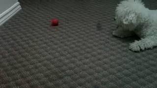 Bichon Frise Loves  Playing Fetch