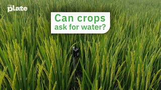 Can crops ask for water?