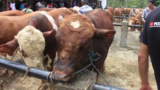 Harga Sapi Jogrogan Siapan Kurban Terbaru Di Pasar Hewan Banjarnegara