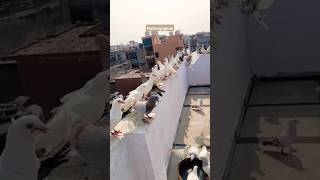 #pigeon #birds #kabutar #viralvideos #shortsviral #nafeespigeon #shorts