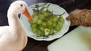 Can Ducks Eat Grapes ? | Duck Feed | Pets Food and Care