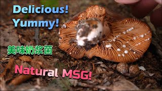 SUPER Delicious Milkcap Mushroom - Lactifluus corrugis (Revised Version)