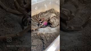 Xenesthis sp. Light moulting and maturing into an adult male #tarantulas #molting #timelapse