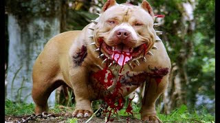 10 Most Dangerous Dog Breeds You Should Know