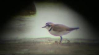 Svartbent strandpipare (Charadrius alexandrinus). Korshamn (Hl).