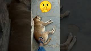 Dog 🐕 ko kya huwa #Shorts