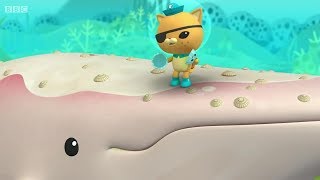 Octonauts - The Albino Humpback Whale