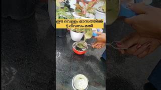 ഈ വെള്ളം മാസത്തിൽ 5 തവണ ചെയ്താൽ /poppy vlogs