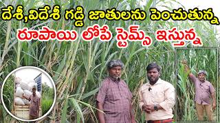 8 ఏళ్లుగా సాగు చేస్తున్న napiergrass cultivation@MalleshAdla