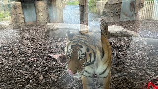 Blackpool Zoo - My Visit to This amazing Place and the Train