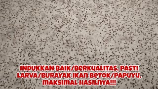 INDUKKAN BAGUS, MANTAP!!! BERKUALITAS!HASIL LARVA/BURAYAK