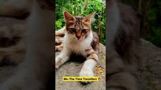 Cats Photography| We-The Time Travellers #cats #youtubeshorts  #photography