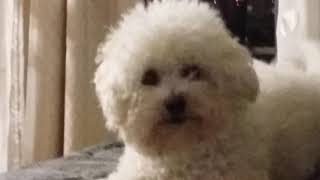 Bichon Frise s are so sweet