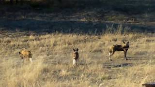 Painted Dogs