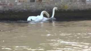 2 Swans Copulating in Brugge, Belgium