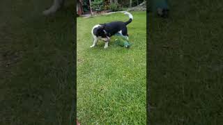 dog playing with perrot #shortvideo #viral #youtubeshorts