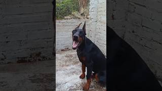 #music #dog #dobermann #puppy #pet #pets #doglover #dogs #dogsofinsta #doberman #pitbull #doglover