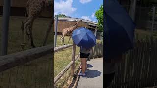 part 1 of showing my animal zoo adventure #funny #zoo #animals #animalshorts #girraffe