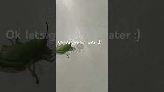 Lets help the poor grasshopper :)