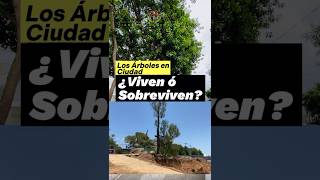 La cruda vida de un Árbol 🌲🌳Parte 1 #árboles #plantas #arboles #naturaleza #arbolesnativos #ciudad