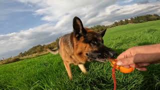 German shepherd on walk. Eros på tur. 09.09.2024. play time