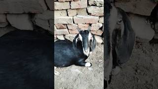 kon hai #shorts #viral #trending #goat #animals #bakra