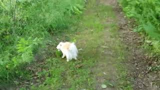 fast and happy chihuahua( Felix the dog)