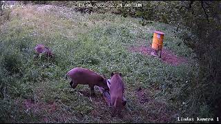 Wild Boar like Corn Sweet Licks/Mežacūkām patīk kukurūzas ledene