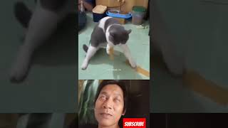 Tingkah kucing lucu #shorts #video