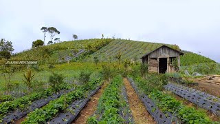 Indah Banget Dari Sini Bisa Melihat Megahnya Gunung Selamet Dan Desa Nepal Van Java Jawa Tengah