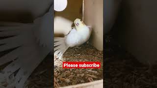 #ytshorts #shortvideo #viral #shorts #birds #animals