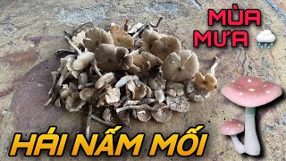 Nhổ Nấm Mối Trên Rừng Cao Su - Nấm Mối Thiên Nhiên - Nấm Mối Rừng