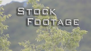 Free Stock Footage - Nature - trees, forest, leaves