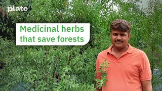 Medicinal herbs that save forests