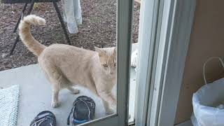 Cat wants to get inside house